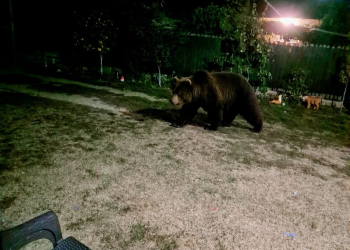 Alertă de urs în Teleorman! Autoritățile au luat în serios sesizarea, însă, jandarmii spun că nu se confirmă cazul